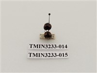 藏品(黃斑盤瓢蟲)的圖片